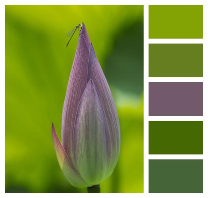 Flower Bud Lotus Flower Image